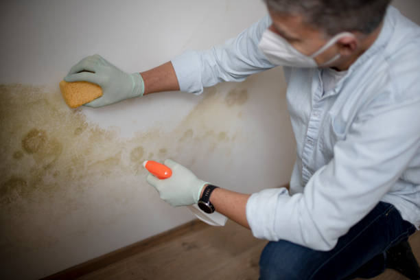 Mold Remediation for Specific Building Types